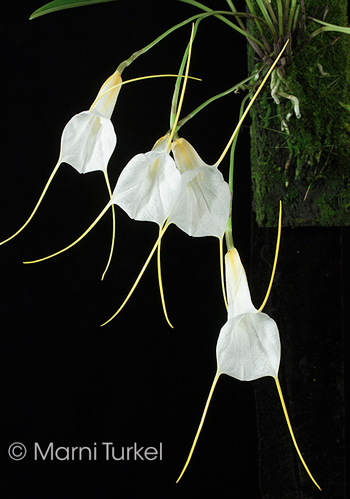 Masdevallia datura