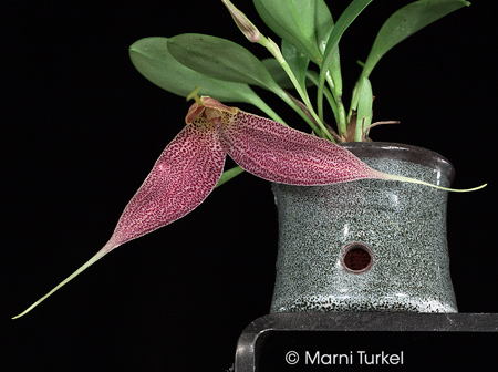 Masdevallia decumana