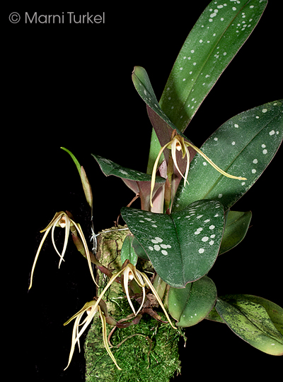 Maxillaria reichenheimiana