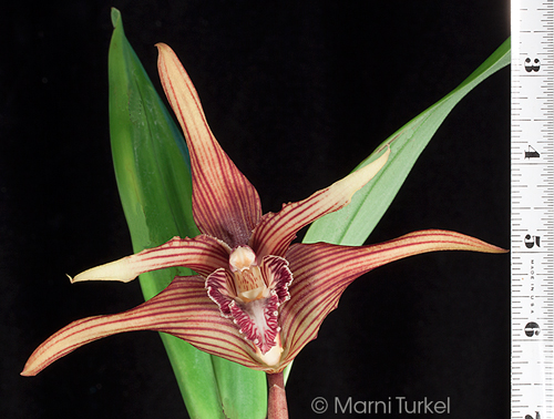 Maxillaria striata '0327'