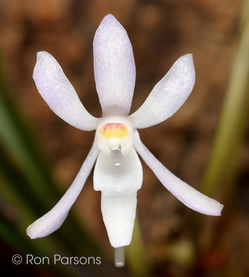 Vanda/Neofinetia richardsiana