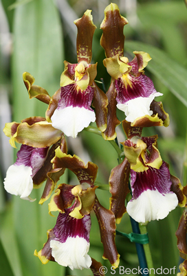 Odontoglossum harryanum 'SB'