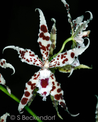 Odontoglossum lucianianum