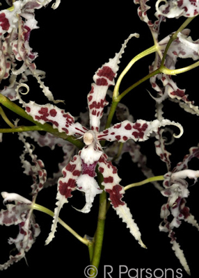 Odontoglossum lucianianum