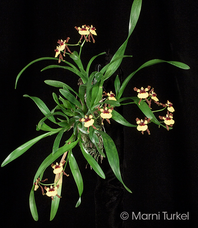 Oncidium croesus