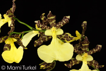 Oncidium tigrinum