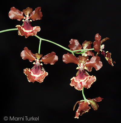 Oncidium zappii