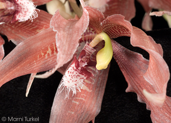 Paphinia herrerae