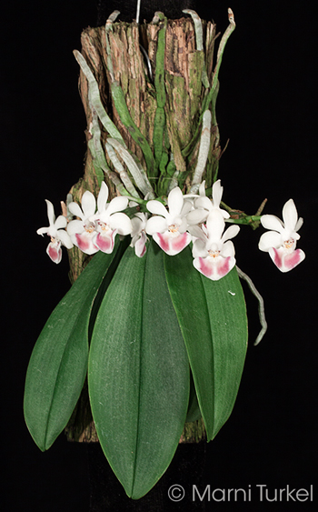 Phalaenopsis parishii