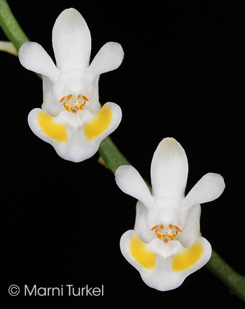 Phalaenopsis gibbosa