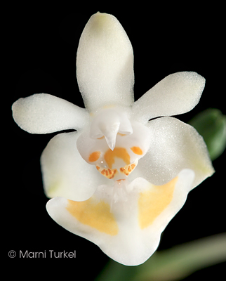 Phal gibbosa