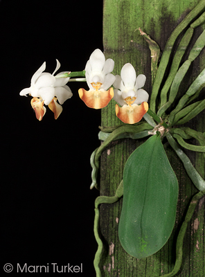 Phalaenopsis lobbii