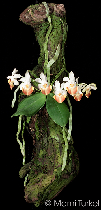 Phalaenopsis lobbii