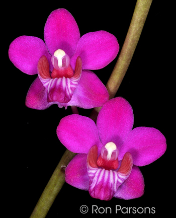 Phalaenopsis pulcherrima