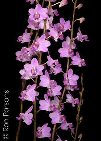 Phalaenopsis pulcherrima