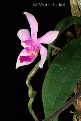 Phalaenopsis wilsonii