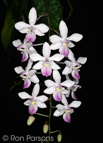 Phalaenopsis lindenii