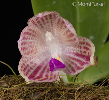 Phalaenopsis javanica 