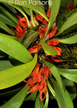 Pleurothallis (Specklinia) tribuloides