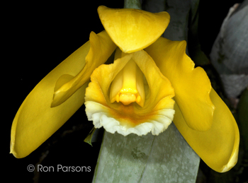 Prosthechea citrina