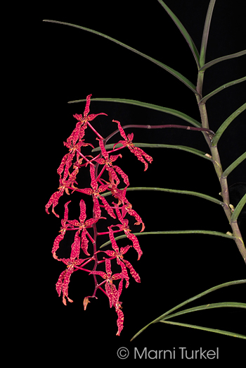 Renanthera bella 'Stony Point'