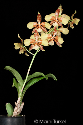 Rossioglossum williamsianum