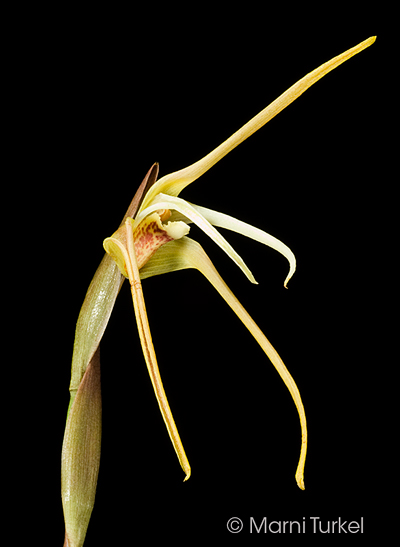 Maxillaria reichenheimiana