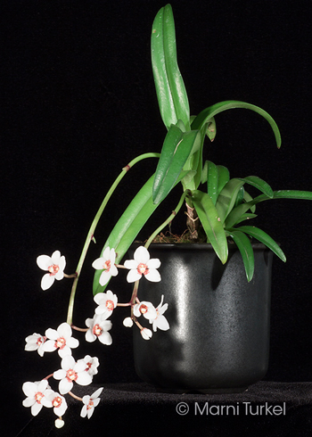 Sarcochilus hartmannii