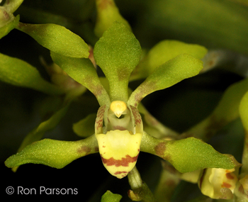 Sarcochilus olivaceus