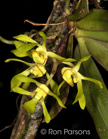 Sarcochilus olivaceus