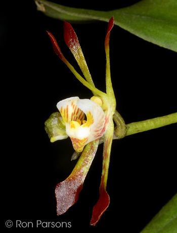 Sarcochilus dilatatus