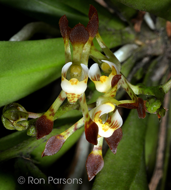 Sarcochilus dilatatus