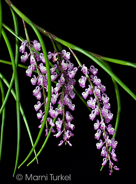 Schoenorchis juncifolia