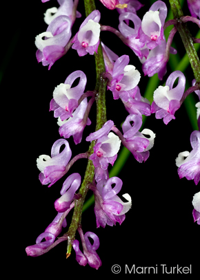 Schoenorchis juncifolia