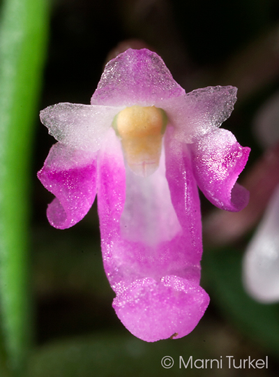 Schoenorchis scolopendria