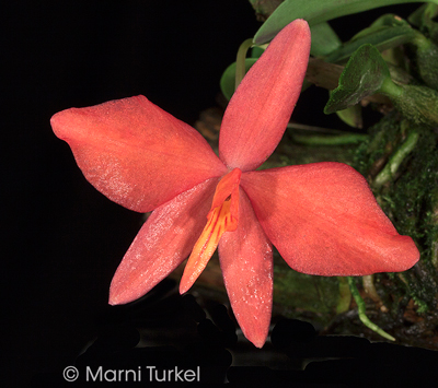 Cattleya (Sophronitis) mantiqueirae