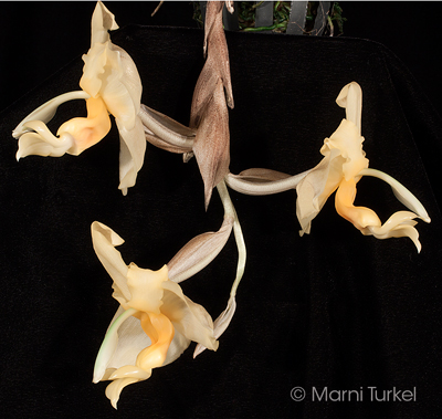 Stanhopea naurayi 'Stony Point'