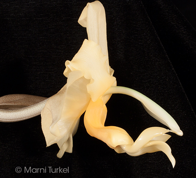 Stanhopea naurayi 'Stony Point'