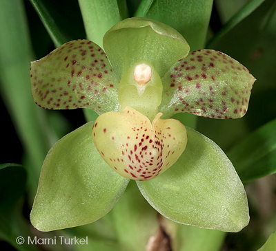 Stenia calceolaris