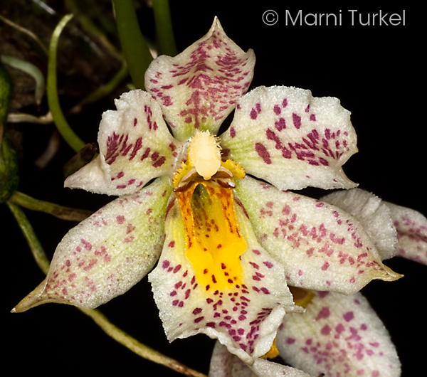 Trichocentrum pulchrum