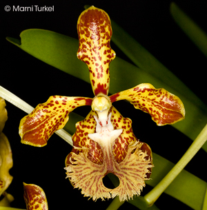 Vanda roeblingiana