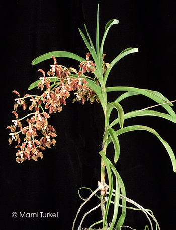 Vanda roeblingiana