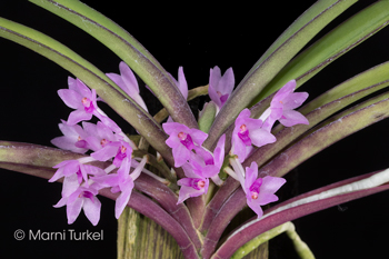 Vanda nana