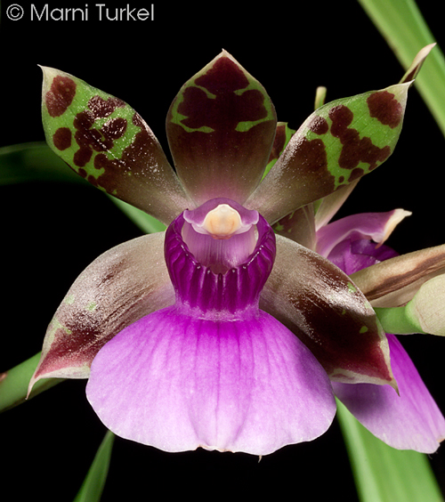 Zygopetalum maxillare