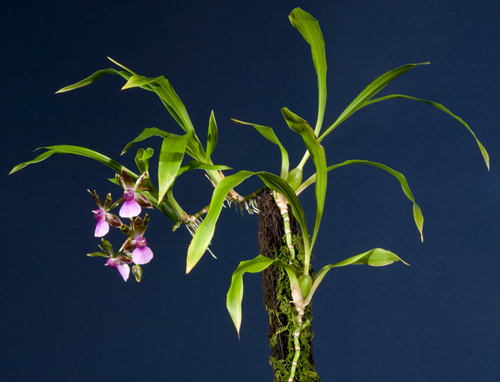 Zygopetalum maxillare