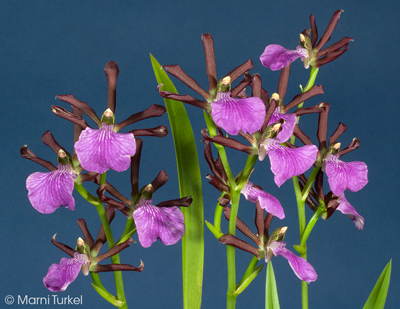 Zygopetalum triste