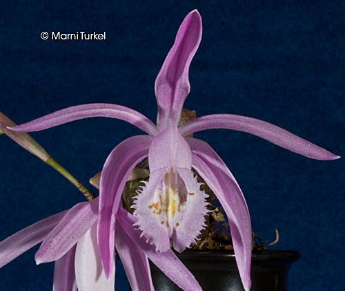 Pleione praecox