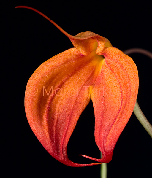 Masdevallia Heathii 'Elena' HCC/AOS