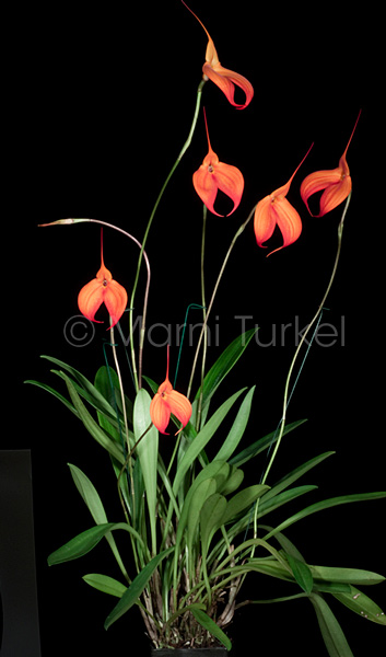 Masdevallia Heathii 'Elena' HCC/AOS