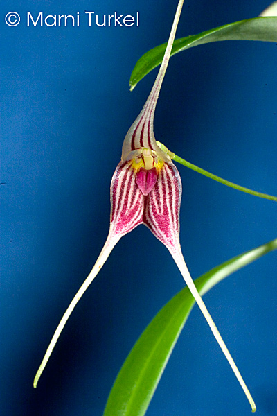 Masdevallia manchinaze